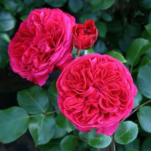 Red Leonardo da vinci Rose.红色达芬奇