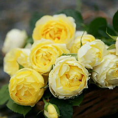 Canary Rose-金丝雀｜Germany Shrub Rose
