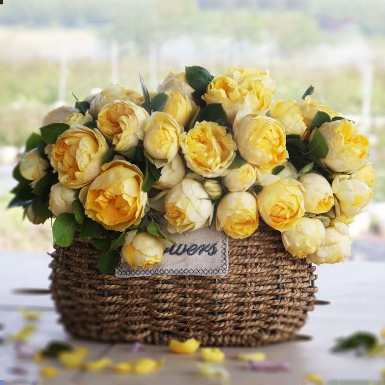 Canary Rose-金丝雀｜Germany Shrub Rose