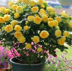 Canary Rose-金丝雀｜Germany Shrub Rose