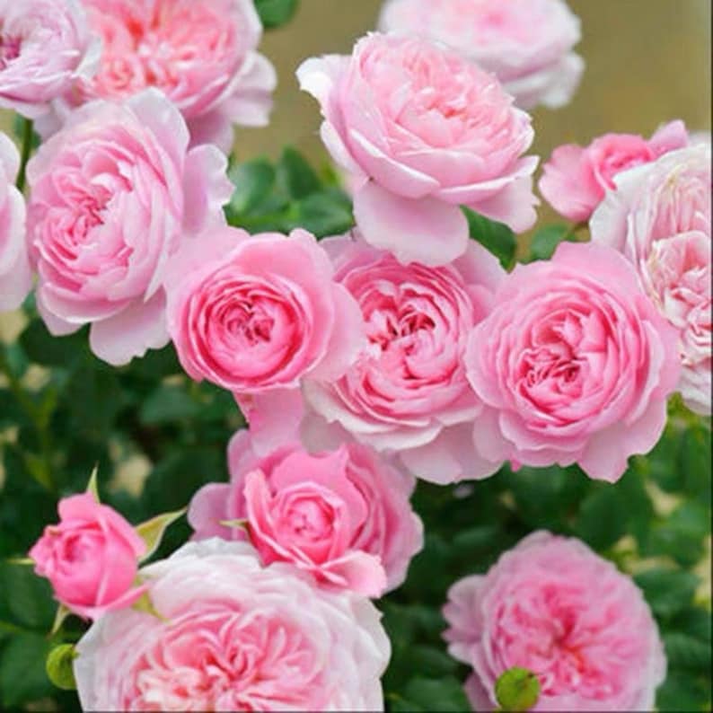 Fée Clochette Rose-铃之妖精｜France Shrub Rose