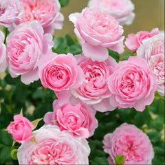 Fée Clochette Rose-铃之妖精｜France Shrub Rose