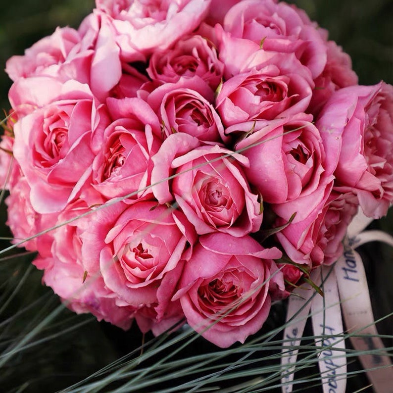 Fée Clochette Rose-铃之妖精｜France Shrub Rose