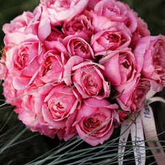 Fée Clochette Rose-铃之妖精｜France Shrub Rose