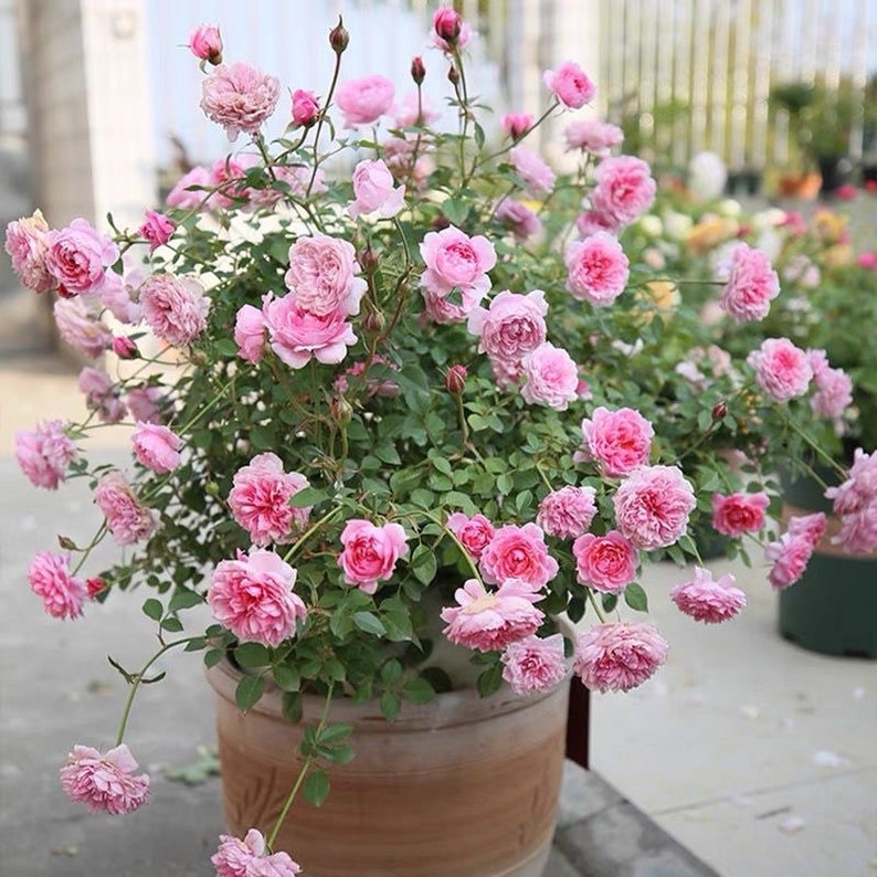 Fée Clochette Rose-铃之妖精｜France Shrub Rose