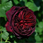 Black Caviar Rose.不眠之夜