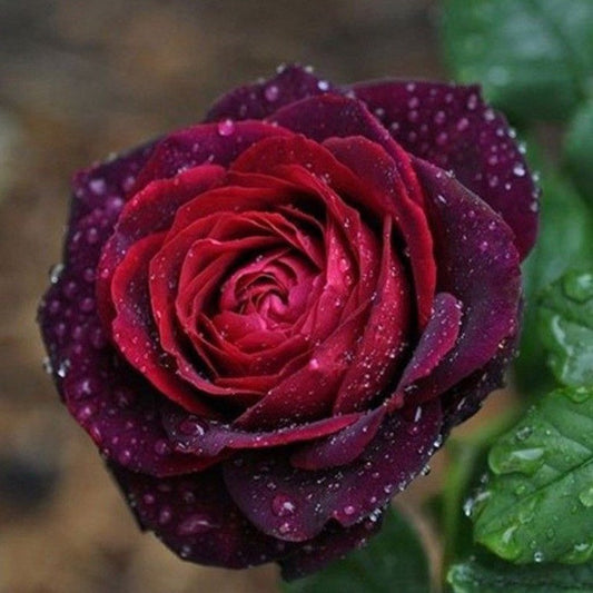 Black Caviar Rose.不眠之夜