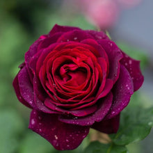 Black Caviar Rose.不眠之夜