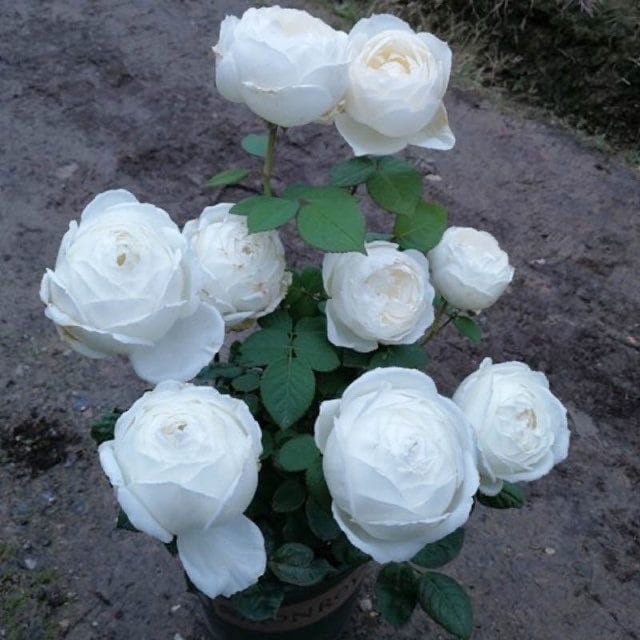 Roads of wedding. 婚礼之路 yves rose. pure white. Beautiful Cut Rose. Continue Blooming.