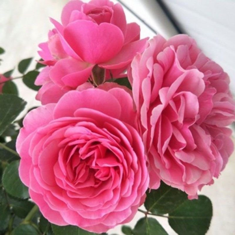 Leonardo da Vinci Rose 粉色达芬奇 live plant. Heat resistance climbing Rose. Pretty and Heat resistance. Repeat Blooming.