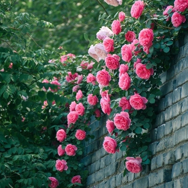 Leonardo da Vinci Rose 粉色达芬奇 live plant. Heat resistance climbing Rose. Pretty and Heat resistance. Repeat Blooming.