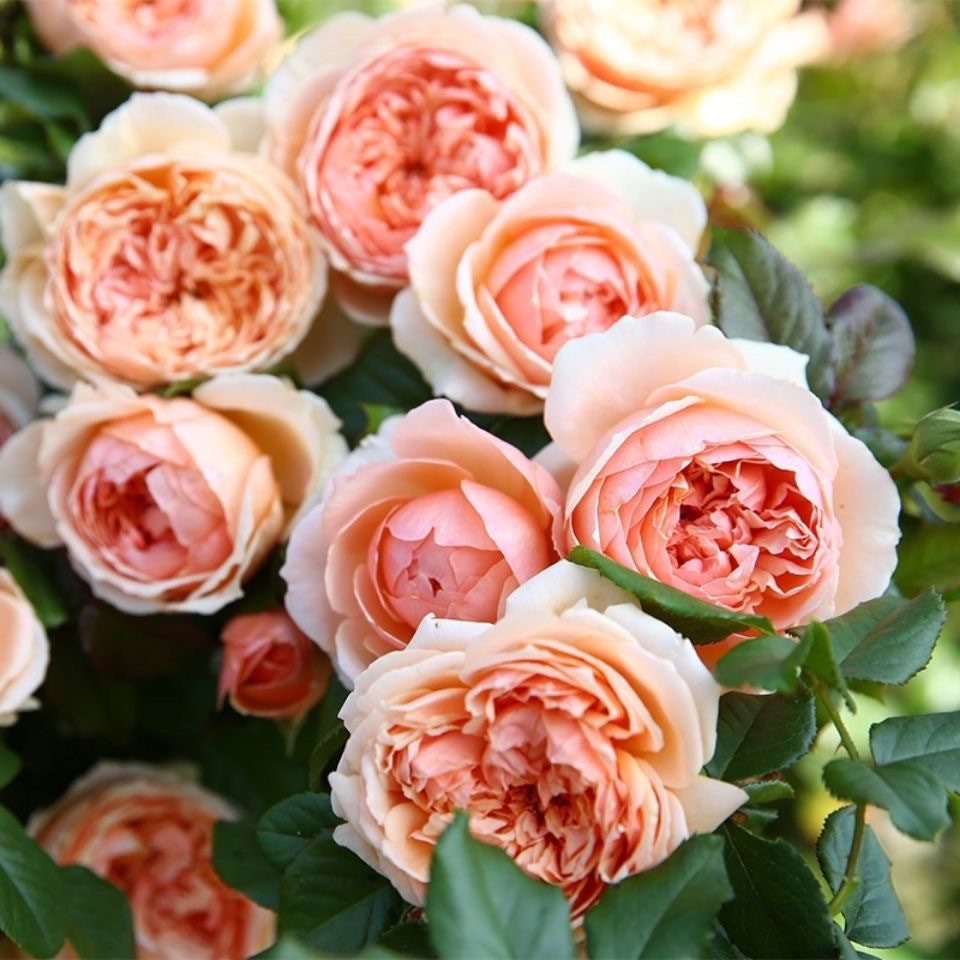 Masora  マソラ 真宙 Japanese Rose Super Lovely Big flowers Heat resistance.