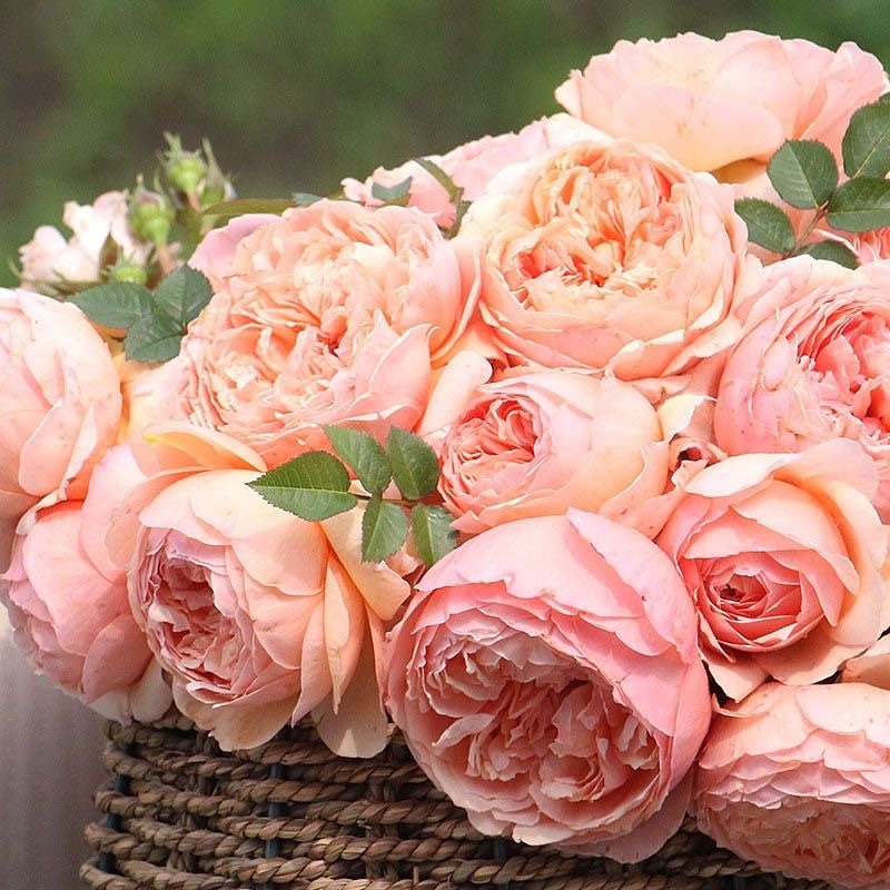 Masora Rose-真宙｜Japanese Shrub Rose