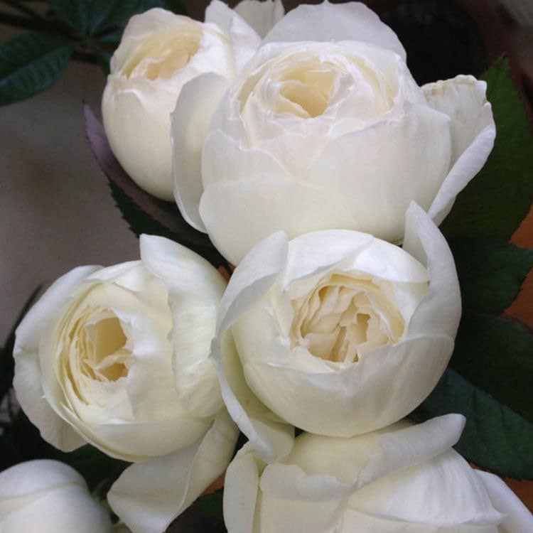 Roads of wedding. 婚礼之路 yves rose. pure white. Beautiful Cut Rose. Continue Blooming.