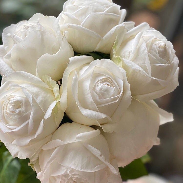 Roads of wedding. 婚礼之路 yves rose. pure white. Beautiful Cut Rose. Continue Blooming.