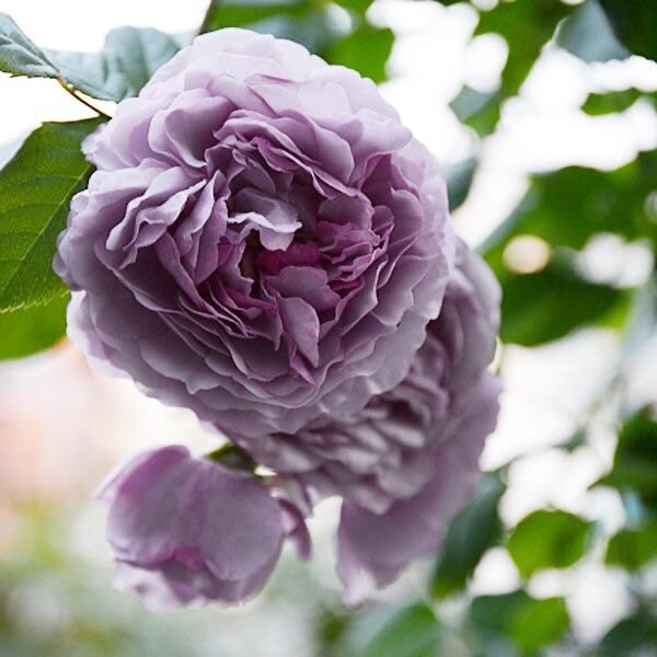 Lavender Flower Circus 薰衣草花环 Repeat Blooming Climbing Rose.