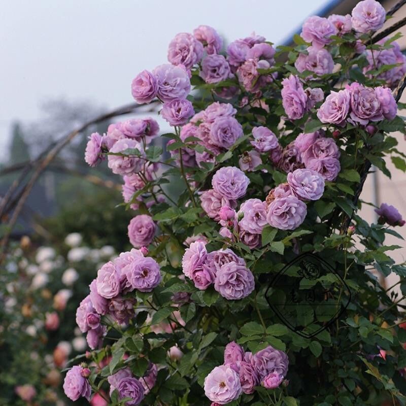 Lavender Flower Circus 薰衣草花环 Repeat Blooming Climbing Rose.