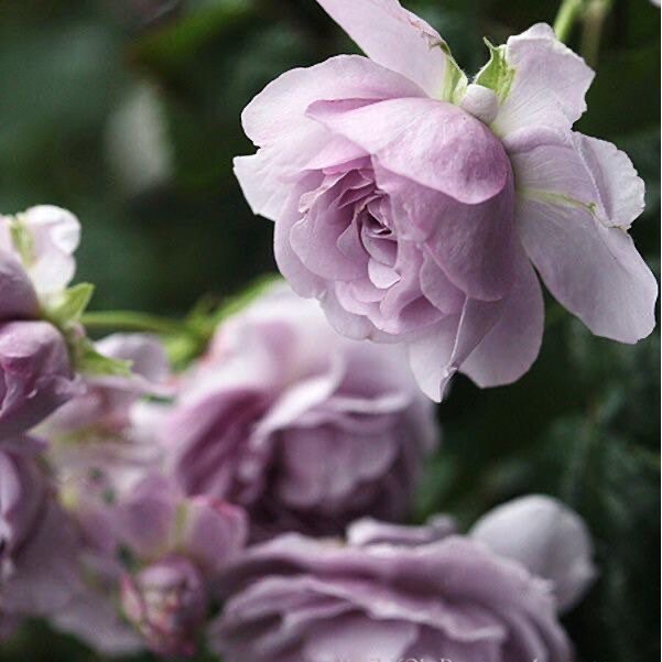 Lavender Flower Circus 薰衣草花环 Repeat Blooming Climbing Rose.