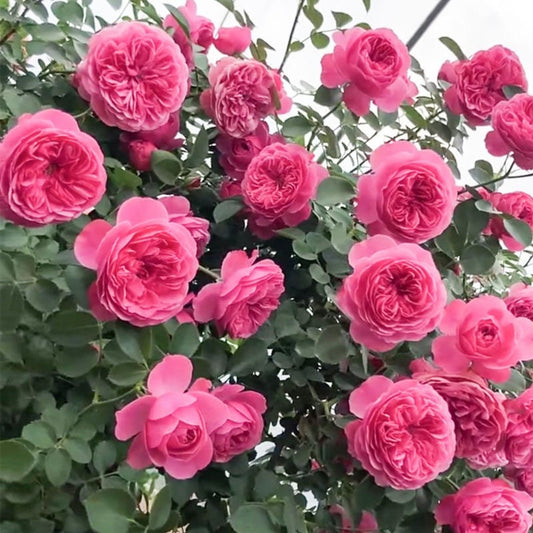 Leonardo da Vinci Rose 粉色达芬奇 live plant. Heat resistance climbing Rose. Pretty and Heat resistance. Repeat Blooming.