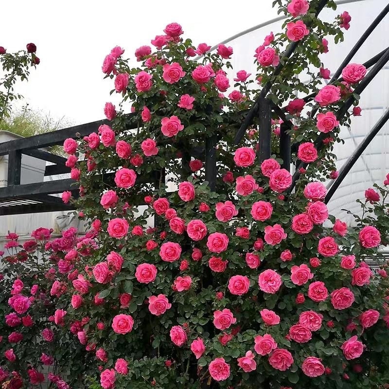 Leonardo da Vinci Rose 粉色达芬奇 live plant. Heat resistance climbing Rose. Pretty and Heat resistance. Repeat Blooming.