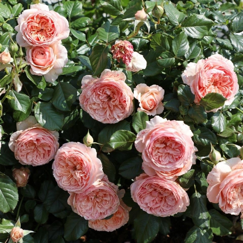 Masora  マソラ 真宙 Japanese Rose Super Lovely Big flowers Heat resistance.