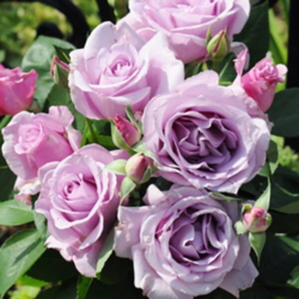 Lavender Flower Circus 薰衣草花环 Repeat Blooming Climbing Rose.