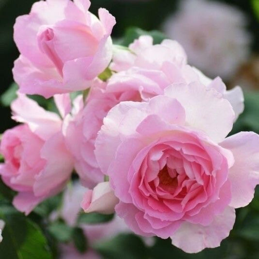 Rien Rose，绊，リアン・ローズ Japanese Rose. Continue Blooming. Fragrance.