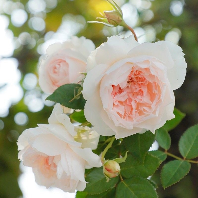 Rare Rose 家书 jiashu 天狼月季 Continue Blooming. Heat resistance. Fragrance.