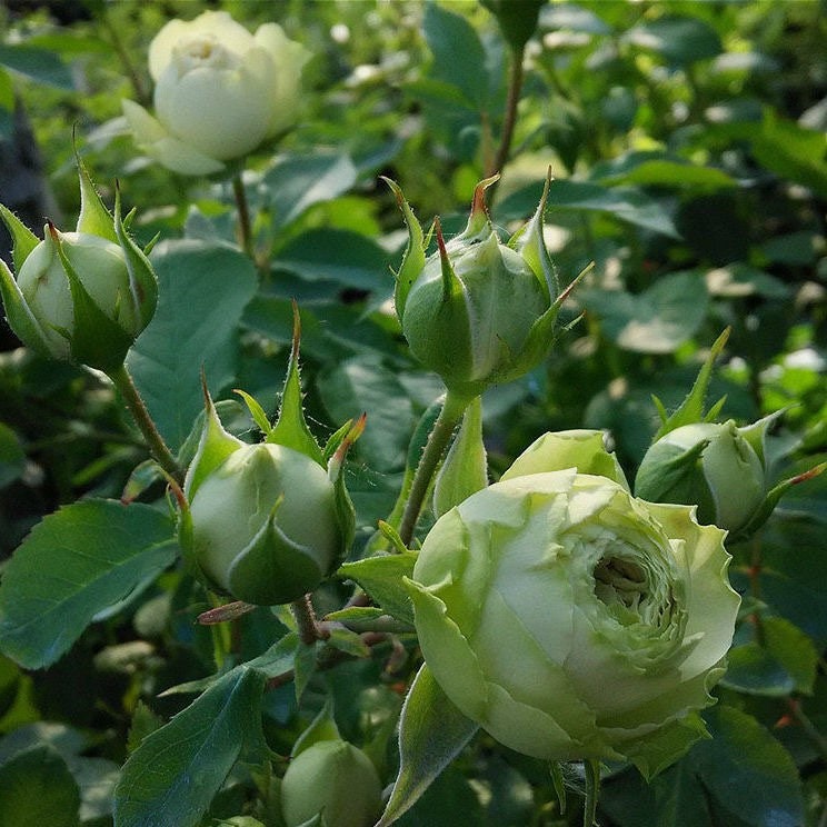 Lovely Green. 可爱绿 Continue Blooming. Cabbage flower. Long lasting.