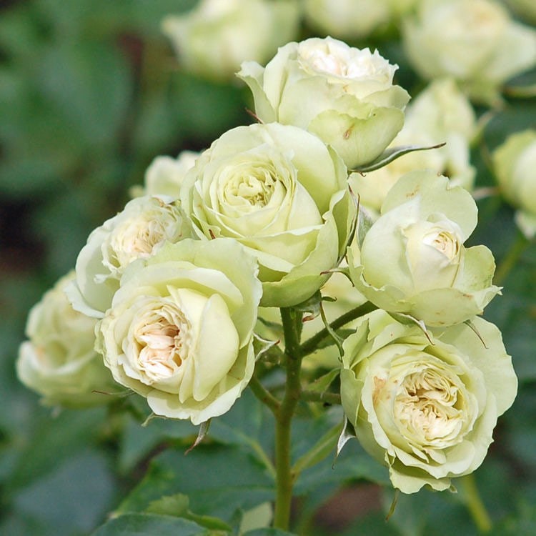 Lovely Green. 可爱绿 Continue Blooming. Cabbage flower. Long lasting.