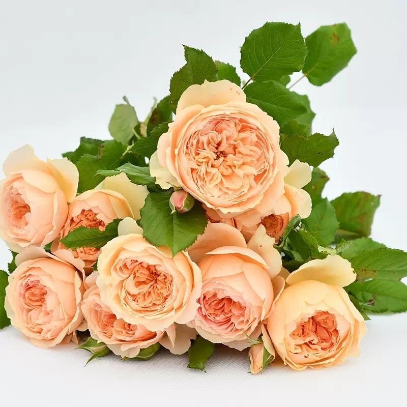 Masora Rose-真宙｜Japanese Shrub Rose