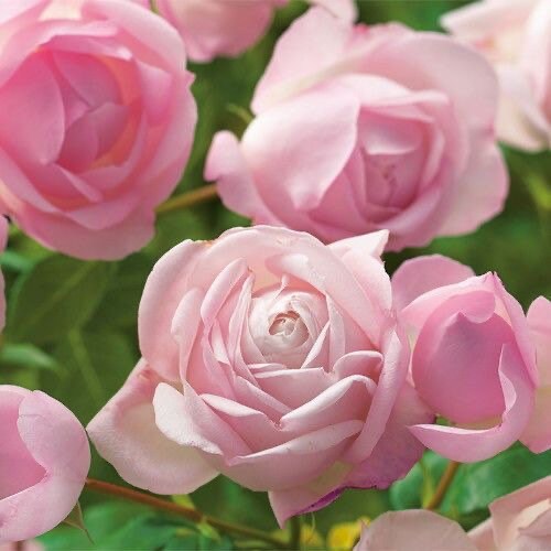 La Boum，初吻 Japanese rose 河本 初晏 Super strong fragrance. Continue Blooming.free shipping. Own root Shrub Rose.