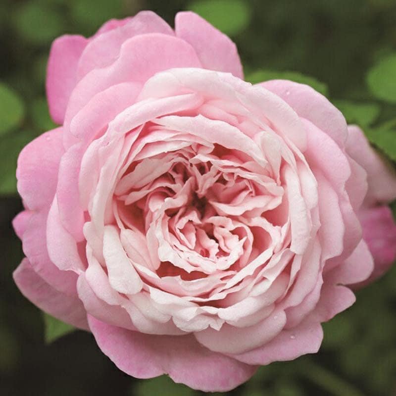 La Boum，初吻 Japanese rose 河本 初晏 Super strong fragrance. Continue Blooming.free shipping. Own root Shrub Rose.