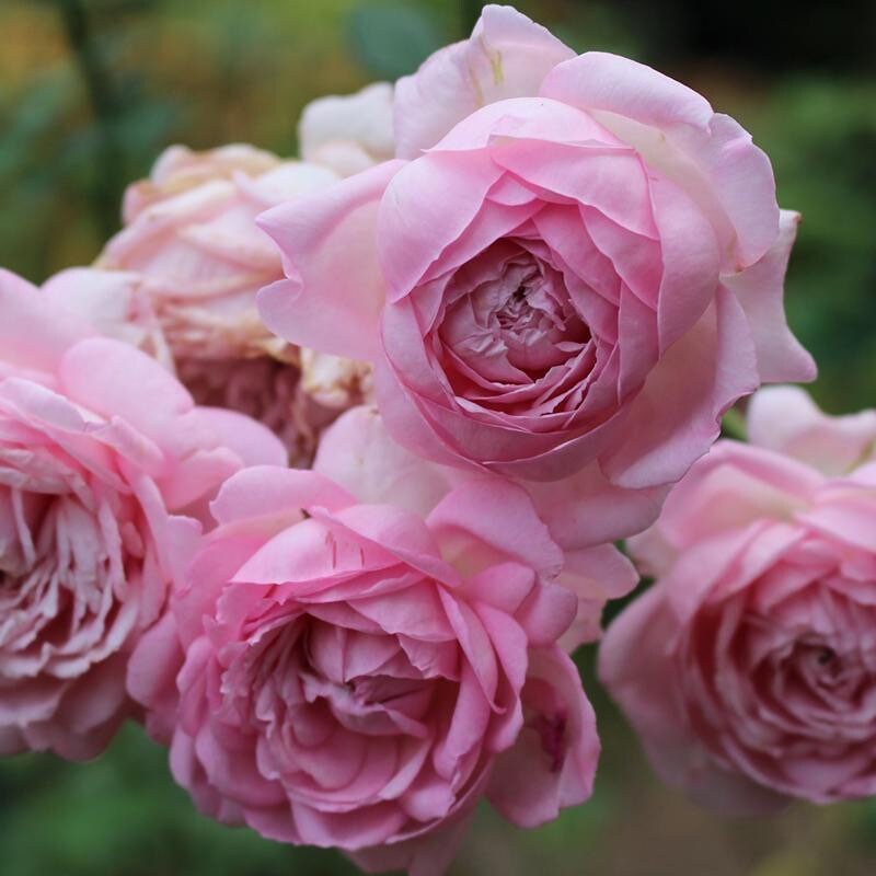 La Boum，初吻 Japanese rose 河本 初晏 Super strong fragrance. Continue Blooming.free shipping. Own root Shrub Rose.