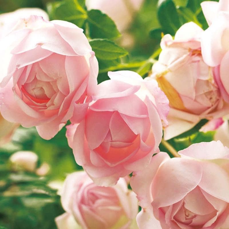 La Boum，初吻 Japanese rose 河本 初晏 Super strong fragrance. Continue Blooming.free shipping. Own root Shrub Rose.