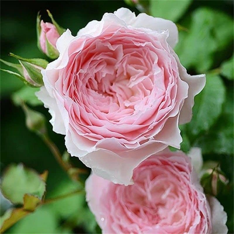 Misaki 美咲 Japanese Rose. Cut Rose. Continue Blooming. Big flower. fragrance.