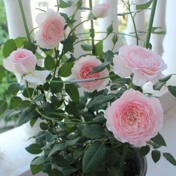 Misaki 美咲 Japanese Rose. Cut Rose. Continue Blooming. Big flower. fragrance.