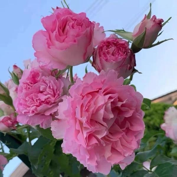 Rien Rose，绊，リアン・ローズ Japanese Rose. Continue Blooming. Fragrance.