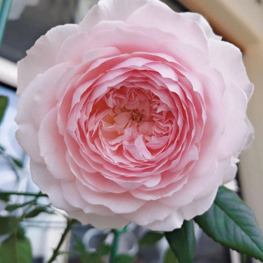 Misaki 美咲 Japanese Rose. Cut Rose. Continue Blooming. Big flower. fragrance.