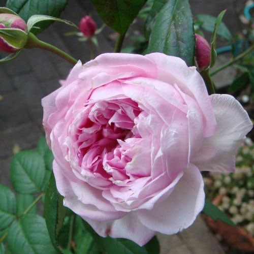 Miyako 京/宫古 balcony Rose. Continue Blooming. Perfect potted Plant. Light Fragrance.