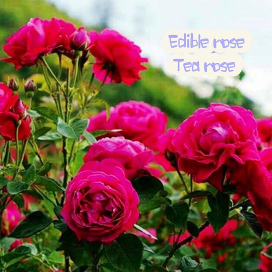 Tea Rose. 金边玫瑰. Continue Blooming. Strong fragrance. Perfect for tea. Classic tea rose. Phnom penh Rose