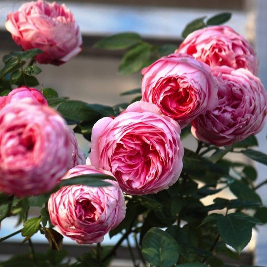 Miyako 京/宫古 balcony Rose. Continue Blooming. Perfect potted Plant. Light Fragrance.