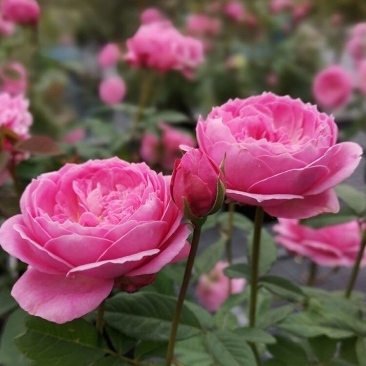 Miyako 京/宫古 balcony Rose. Continue Blooming. Perfect potted Plant. Light Fragrance.