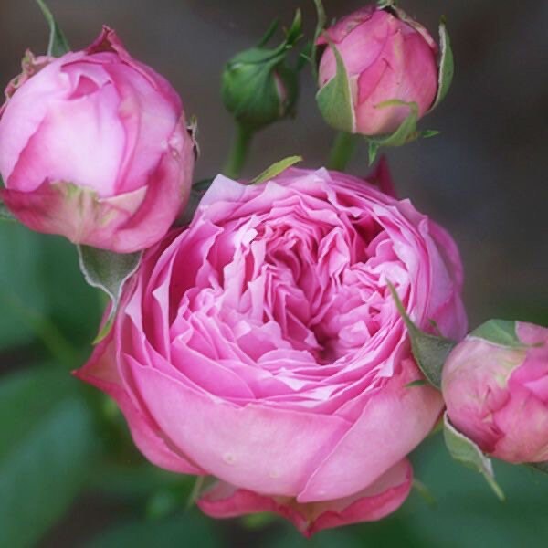 Miyako 京/宫古 balcony Rose. Continue Blooming. Perfect potted Plant. Light Fragrance.