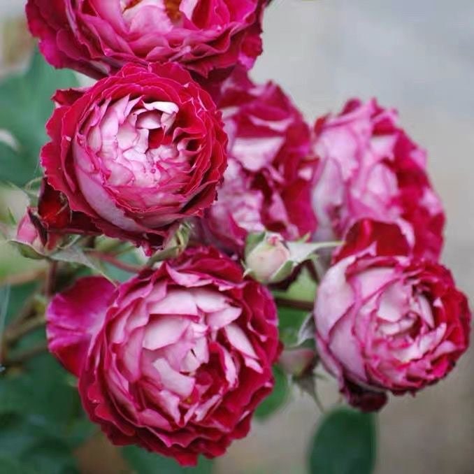 Rose Dominique Massa. 马萨德医生. Strong fragrance. Continue Blooming. Disease resistance. Easy care.