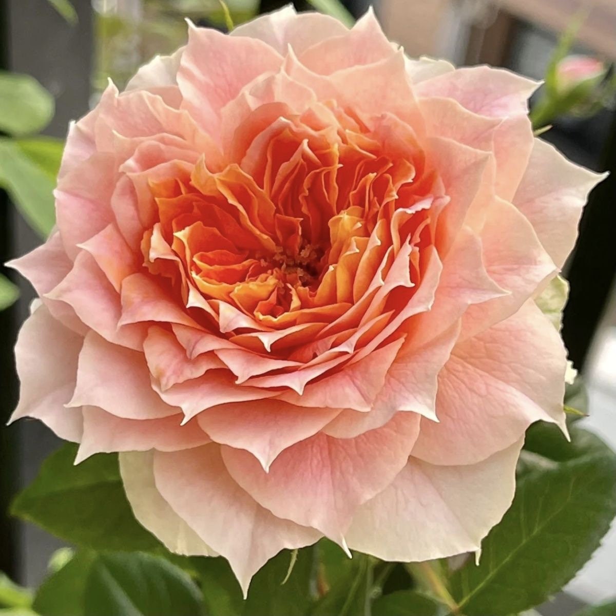 Rose Lanterne Citrouille. 南瓜灯笼. Fragrance. Continue Blooming. Heat resistance. Own root. Shrub Rose.