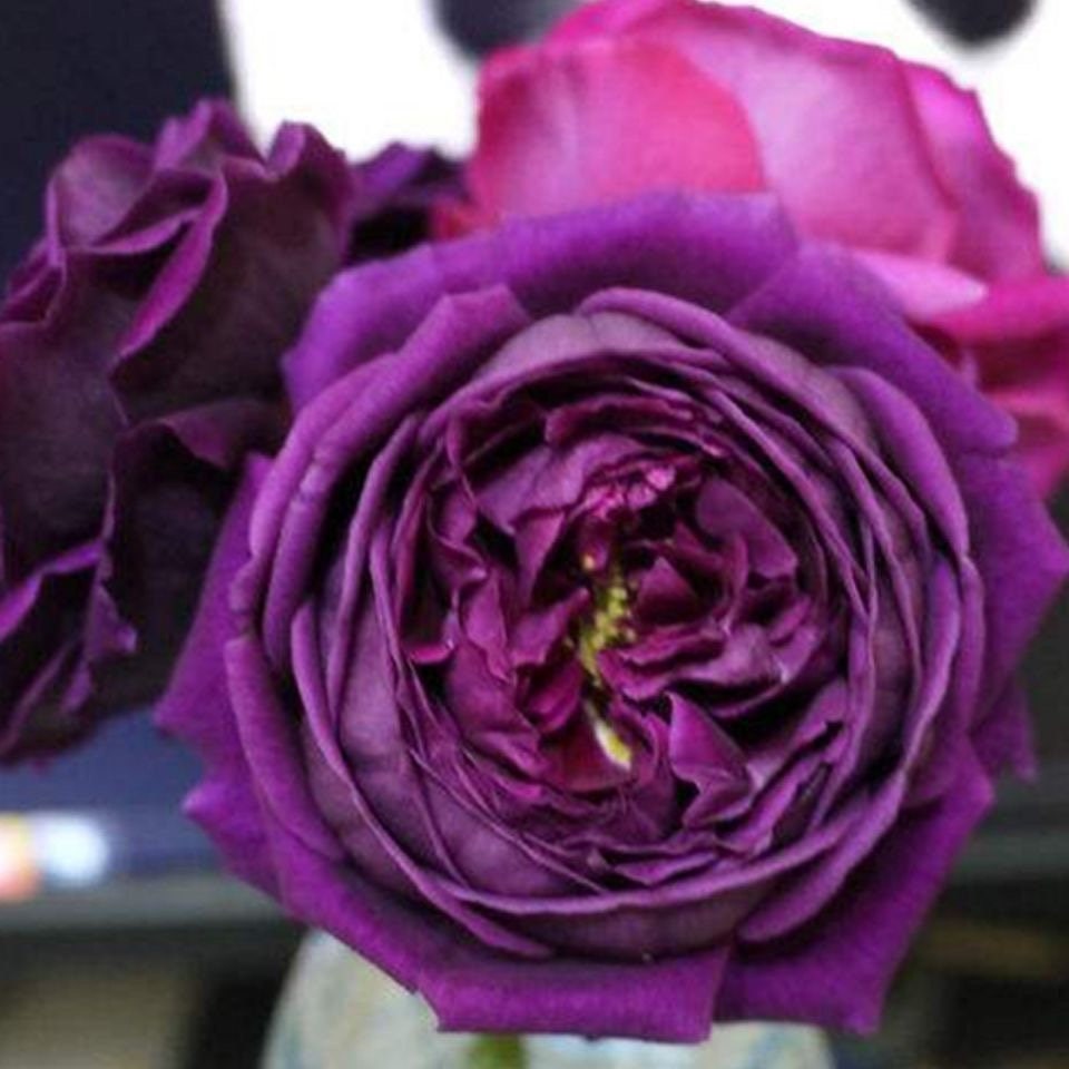 Rose Royal. 皇宫. Super strong fragrance. Lovely Flower. Continue Blooming . Own root. Shrub Rose.