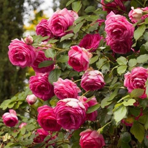 Pink Eden Rose/pretty Pink. 深粉龙沙宝石. Big climbing Rose. Fast grow.