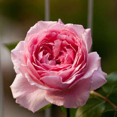 Organtino Rose-伊芙风琴｜Japanese Shrub Rose
