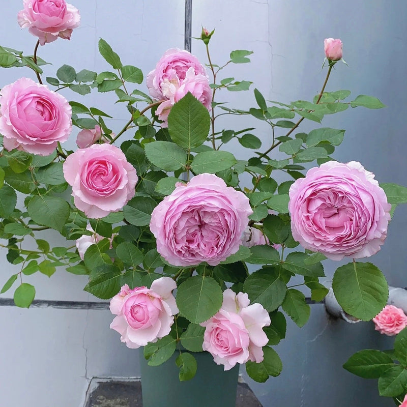 yves Rose Organtin. 伊芙风琴. Japanese Rose. Continue Blooming. Fast grow. Heat resistance. Own root.